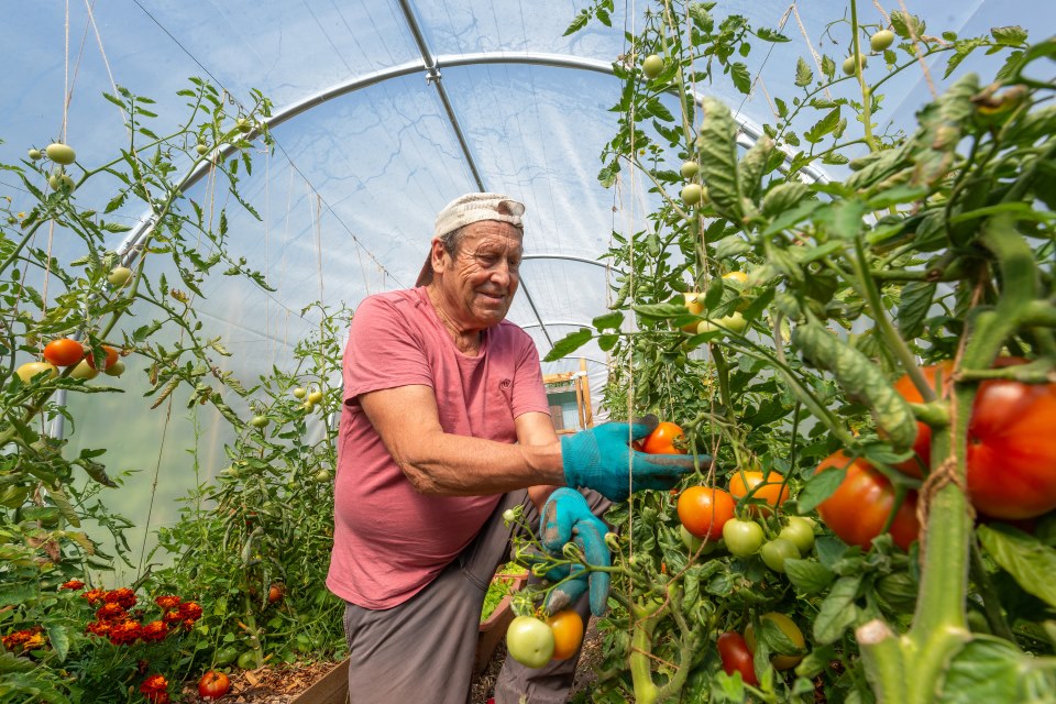 Man with tomatoes Man with tomatoes
